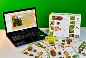 Коллекция натурально-интерактивная "Шишки, плоды, семена деревьев и кустарников" - fgospostavki.ru - Челябинск