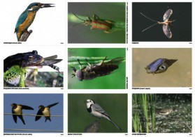 Комплект таблиц Природные зоны России. Сообщества (комплект 18 таблиц) - fgospostavki.ru - Челябинск