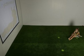 Интерактивная светозвуковая система “Лайт Бим” - fgospostavki.ru - Челябинск