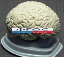 Модель "Мозг в разрезе" (белый) - fgospostavki.ru - Челябинск
