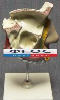 Модель "Разрез носоглотки" - fgospostavki.ru - Челябинск
