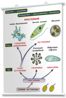Плакаты по биологии для оформления кабинета. - fgospostavki.ru - Челябинск