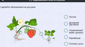 Интерактивные курсы. Биология 7 класс. Расширенный. - fgospostavki.ru - Челябинск