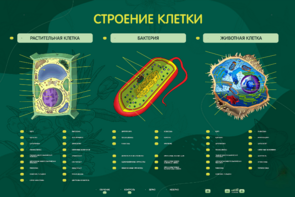 Электрифицированный стенд "Строение клетки" с маркерными полями - fgospostavki.ru - Челябинск