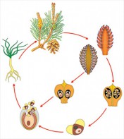 Модель-аппликация Размножение сосны - fgospostavki.ru - Челябинск