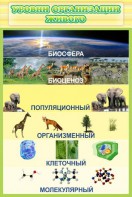Стенд "Уровни организации живого" - fgospostavki.ru - Челябинск