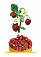 Комплект карточек "Запоминай, играй, считай" - Ягоды - fgospostavki.ru - Челябинск