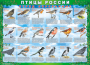 Комплект таблиц "Птицы России (4 листа)" (100х140 сантиметров, винил) - fgospostavki.ru - Челябинск
