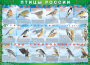 Комплект таблиц "Птицы России (4 листа)" (100х140 сантиметров, винил) - fgospostavki.ru - Челябинск