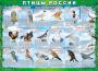 Комплект таблиц "Птицы России (4 листа)" (100х140 сантиметров, винил) - fgospostavki.ru - Челябинск