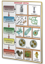 Плакаты по биологии для оформления кабинета. - fgospostavki.ru - Челябинск